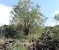Genêt de l'Etna, poussant dans une ancienne coulée de lave de l'Etna.