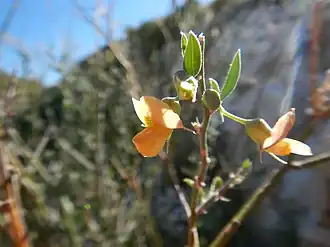 Description de l'image Genistidium dumosum - brushpea (48804258063).jpg.