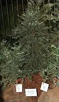 Exemplaire d'un Wollemia nobilis.