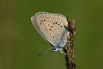 Phengaris alcon