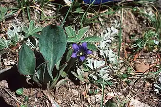 Description de l'image Gentiana.parryi1.jpg.