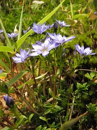 Description de l'image Gentiana nipponica 0908.JPG.