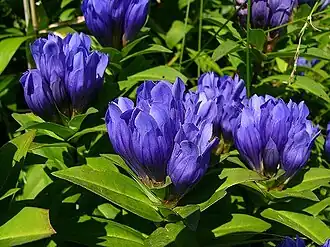 Photo couleur de fleurs.