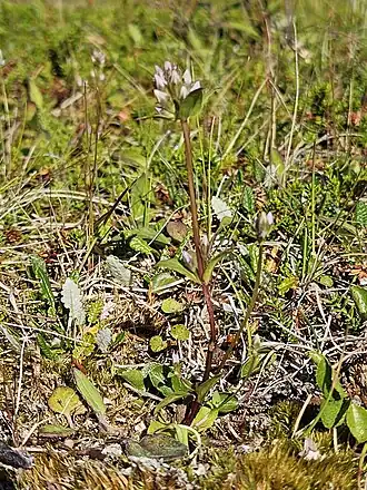 Description de l'image Gentianella aurea, 9982 Kongsfjord, Norvège iNaturalist.jpg.