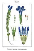 Illustration de Gentiane ciliée par Jacob Sturm (1796)