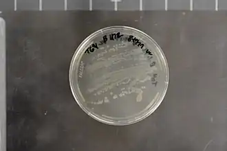 Description de l'image Geobacillus stearothermophilus NRRL B-1172 (Type Strain).jpg.