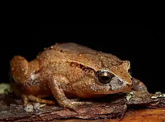 Description de l'image Geobatrachus walkeri 86557356 (cropped).jpg.