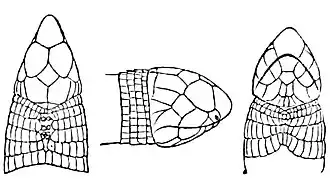 Description de l'image Geocalamus modestus.jpg.
