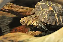 Tortue étoilée de Birmanie.