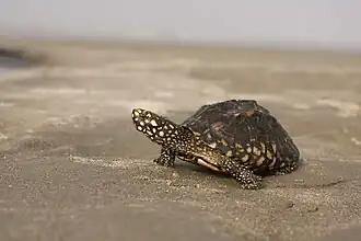 Geoclemys hamiltonii