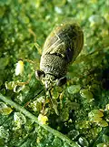 Geocoris punctipes