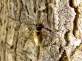 Geocoris megacephalus