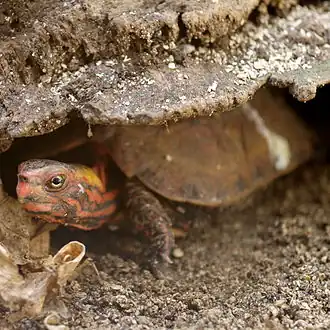 Description de l'image Geoemyda japonica by OpenCage.jpg.