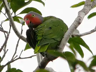 Description de l'image Geoffroyus geoffroyi -Papua New Guinea-6 CROP.jpg.