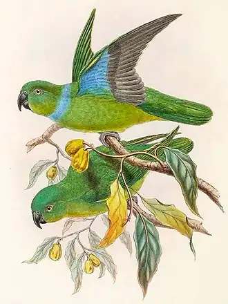 Description de l'image Geoffroyus simplex 2.jpg.