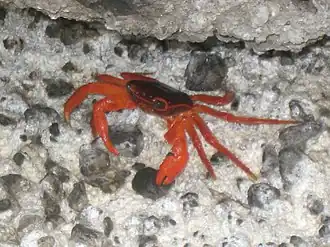 Geograpsus stormi