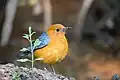 Grive à tête orange