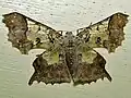 Krananda diversa (Geometriadae)