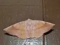 Sarcinodes yazakii (Geometriadae)