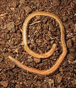 Lithobiomorpha