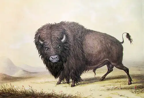 Buffle mâle, 1845lithographie d'une peinture