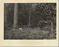 Scène de la mort du général James B. McPherson publiée dans Photographic Views of Sherman's Campaign, 1866.
