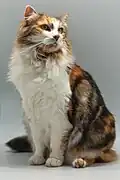 Robe écaille-de-tortue, tabby et blanc.