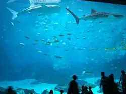 Deux des trois requins baleines du Georgia Aquarium devant un public médusé.