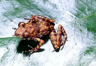 Description de l'image Gephyromantis silvanus.jpg.