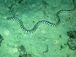 Myrichthys maculosus