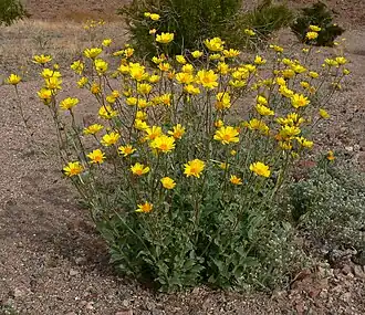 Description de l'image Geraea canescens 2.jpg.
