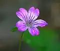 Géranium noueux.