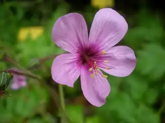 Geranium palmatum, faussement appelé "géranium des Canaries", est endémique de Madère.