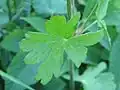 Feuille.