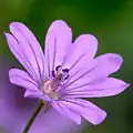 Fleur.