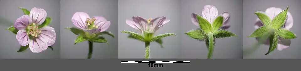Fleur.