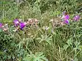 Geranium sylvaticum