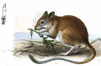 Description de l'image GerbillusNanus.jpg.