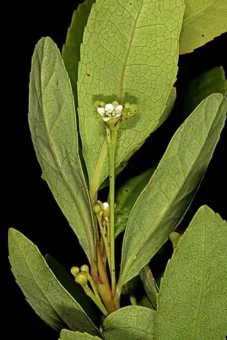 Description de l'image Gerrardina foliosa 5Dsr 4409.jpg.