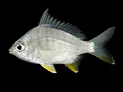 Gerres erythrourus