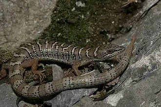 Description de l'image Gerrhonotus parvus 5880611.jpg.