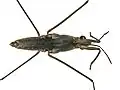 Gerris lacustris, vue de dessous