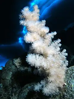 Gersemia antarctica