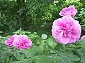 ‘Gertrude Jekyll’.
