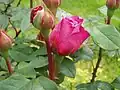 Roses en bouton