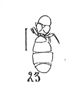 Gesomyrmex miegi N. Théobald 1937 holotype éch. R639 ♀ x2,7 p.211 pl XIV Hyménoptères du Sannoisien de Kleinkembs.