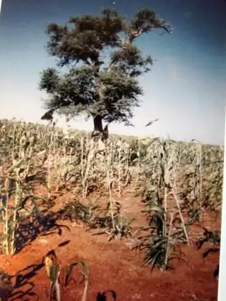 Wali Djantang