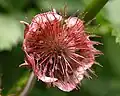 Gynophore d'une benoîte(Geum rivale).