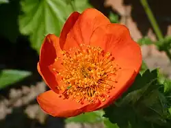 Fleur de Geum coccineum 'Cooky'