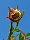 Benoîte des ruisseaux(Geum rivale).